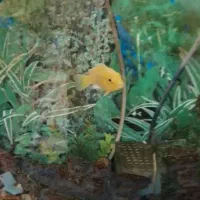 دو عدد ماهی سیچلاید|ماهی|ملایر, |دیوار