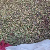 فروش بلوط تازه ودرشت