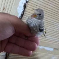 دورگ پرانرژی و سرحال