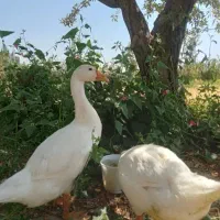 دوعددغازسفیدمحلی خوشگل به قیمت دومیلیون