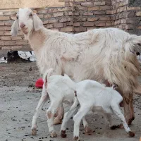 بز با دوکره چرایی حراج