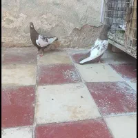 سه جفت سینه کبوتر|پرنده|شیراز, شریف‌آباد|دیوار