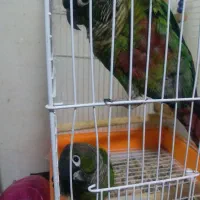 طوطی گرینچک|پرنده|میاندوآب, |دیوار