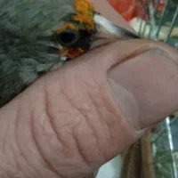 سهره کرمونی بخون3میلیون|پرنده|پاکدشت, حصار امیر|دیوار