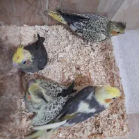 عروس سرلاکی