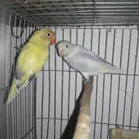 کوتوله طوطی برزیلی مولد روی تخم پاربلو پاید اوپال