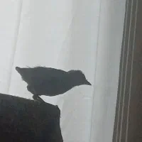 کبوتر زاغ کبوتر نوک عقاب کفتر زاغ مینا اهوازی