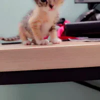 دنیای گربه ها|گربه|ری, شهرری|دیوار