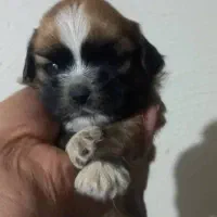 سگ آپارتمانی|سگ|وحیدیه, |دیوار