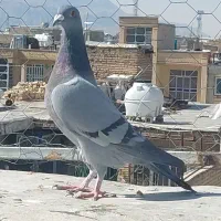 پلاکی ماده|پرنده|مرودشت, ابوذر شمالی‎|دیوار