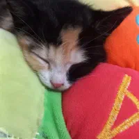 طلاخانم گربه اروم دوست داشتنی|گربه|چناران, |دیوار