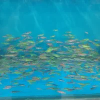 (ماهی زبرا)سایز ۲سانتی