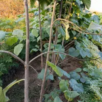 پالانیا ازگیل انار