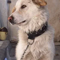 واگذاری سگ نژاد میکس نر