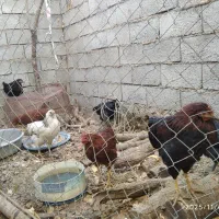 جوجه مرغ ۹ ماهه|حیوانات مزرعه|کوهرنگ, |دیوار