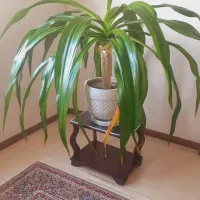 گل برگ موزی