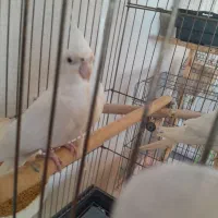 عروس هلندی البینو|پرنده|نوشهر, |دیوار