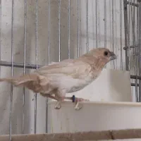 فنچ بنگالی بالغ