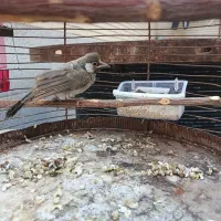 سهره اهوازی