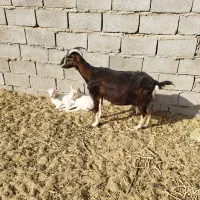 بز الپاین بادوبزغاله ماده