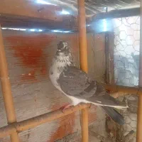 کبوتر غریب گیری|پرنده|قائم‌شهر, |دیوار