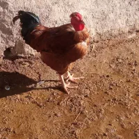 خروس|پرنده|باروق, |دیوار