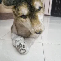 عروسک گرگ|اسباب‌بازی بچه|مشهد, تربیت (صدف)|دیوار