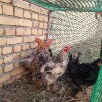 ۵عدد مرغ چاق تخمی