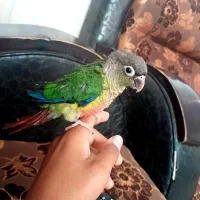 انواع پرنده گرینچیک . کتوله . عروس هلندی سخنگو .