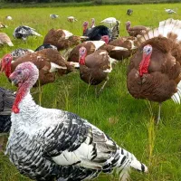 بوقلمون محلی|حیوانات مزرعه|آستانه اشرفیه, |دیوار