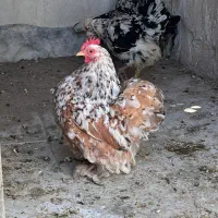 مرغ کوشین رد متلد پورسلن