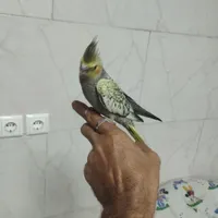 گم شده