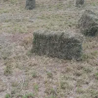 پرس یونجه.بیده .اورینجه