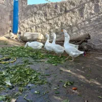 غوغاز|حیوانات مزرعه|دهدشت, |دیوار