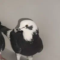 کبوتر کفتر باخت رفته