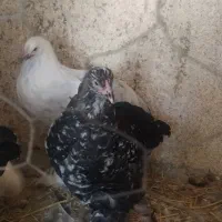 مرغ برهما بلک متلد، خروس کوشین پورسلن، مرغ ویاندوت|حیوانات مزرعه|هشتگرد, خور|دیوار