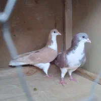 کبوتر رنگی|پرنده|رامشیر, |دیوار