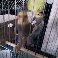 یک جفت عروس هلندی