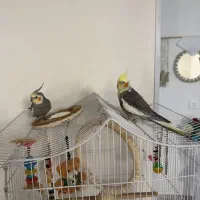 عروس هلندی با قفس