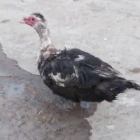 اردک نر چاق