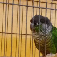 پرنده گرینچیک سخنگو|پرنده|اهواز, نادری|دیوار