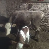 فروش گاو و گوساله