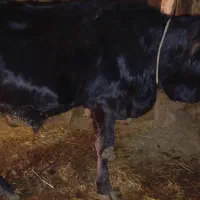 گوساله نر اصل جنس دار|حیوانات مزرعه|آبش احمد, |دیوار