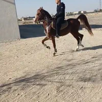 اسب کرد|اسب و تجهیزات اسب‌سواری|شهرکرد, |دیوار