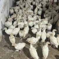 جوجه بوقلمون بیروتی سیکس یکماه وزن ۱.۵کیلو|حیوانات مزرعه|رفسنجان, |دیوار