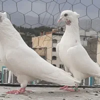 ۵۰ طوق کبوتر نروماده عطیقه سوقدیم به شرط