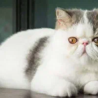 فروش بچه گربه پرشین اگزوتیک بای کالر خاص