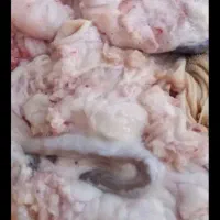 دل گوسفندی ودنبه