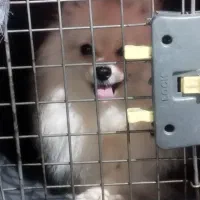 سگ پامر ماده