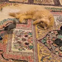 واگذاری گربه پرشین کینگ سایز،لانگ هر|گربه|گنبد کاووس, |دیوار